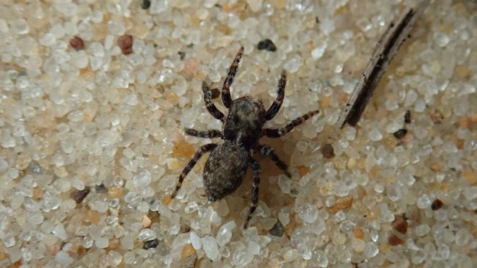 Close up of the nationally scarce Pseudeuophrys obsoleta